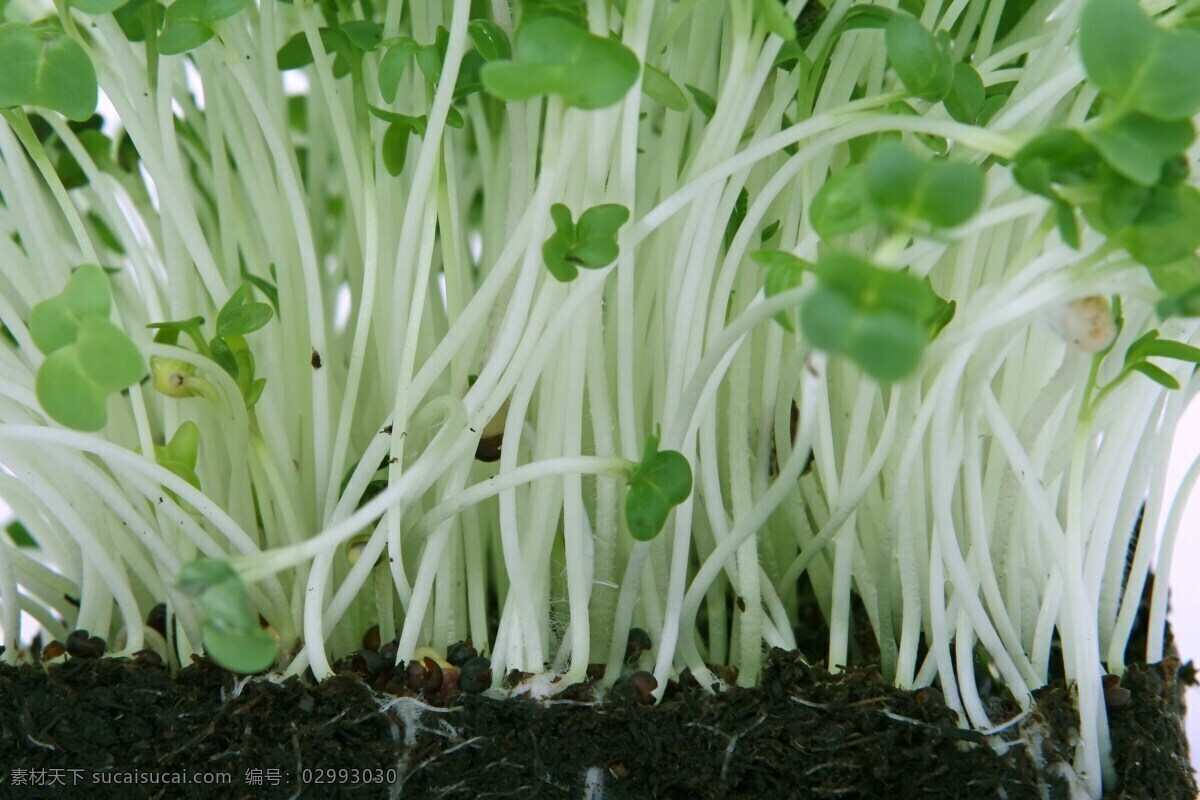 绿豆芽 豆芽 蔬菜 有机蔬菜 绿色蔬菜 素菜 蔬菜摄影 生物世界