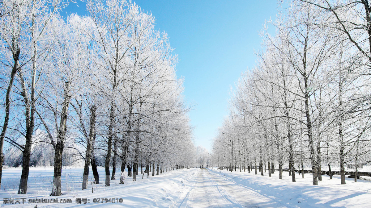 雪中马路 雪 树 大树 银装 冬 植物 雪景 美景 自然风景 自然景观