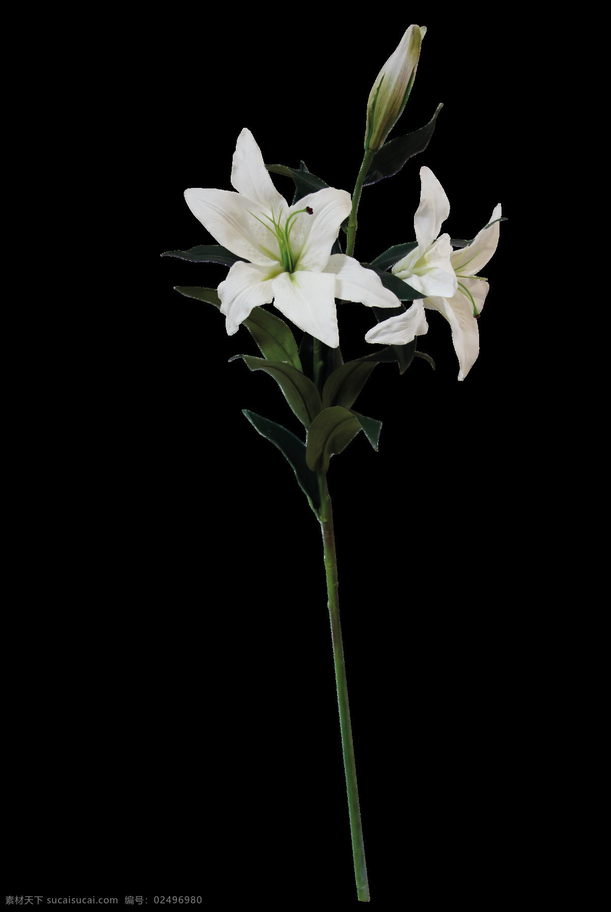 免 扣 白色 包装纸 插画 花瓣 花卉 花束 黄色 卡通 绿色 绿叶 手账素材 彩色 美丽 合集 叶子 叶片 植物 透明素材 装饰图案 淘宝