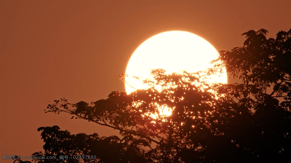 日落 太阳 黄昏 天空 树木 树叶 树枝 自然景色 摄影图片 自然景观 自然风景