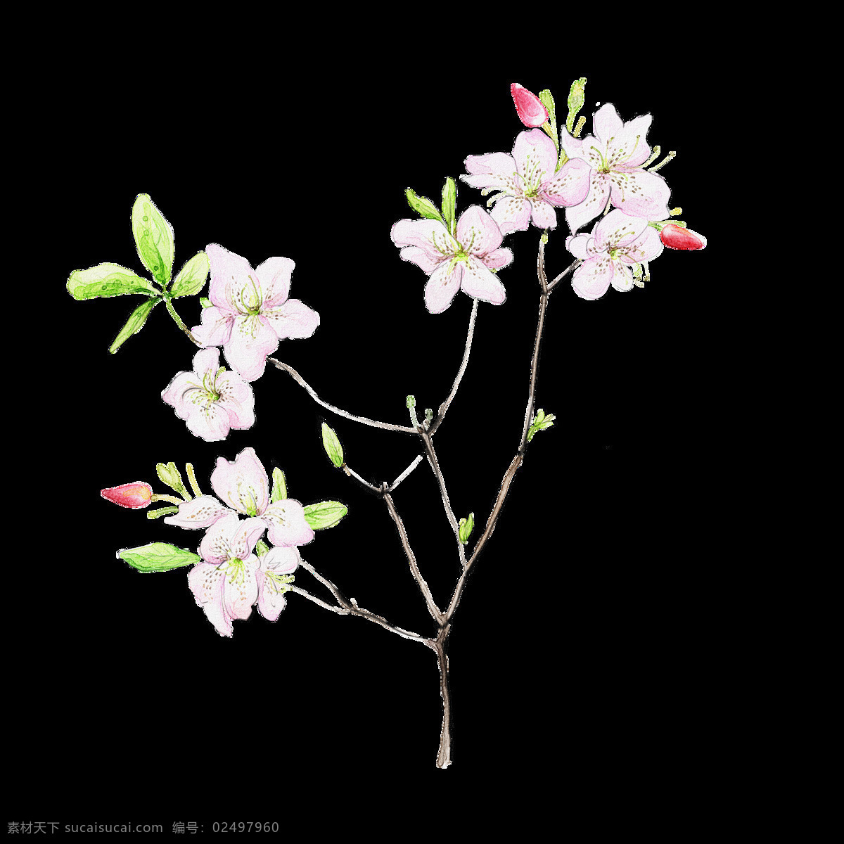 浅 粉 花朵 含苞待放 元素 浅粉