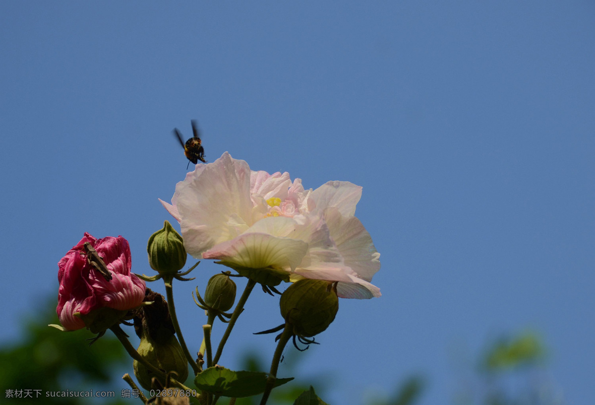 木芙蓉花卉