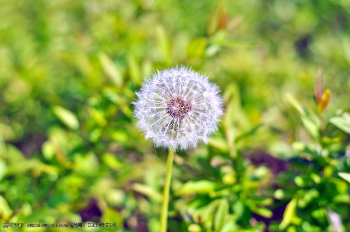 唯美 蒲公英 花草 植株 花卉 花朵 植物