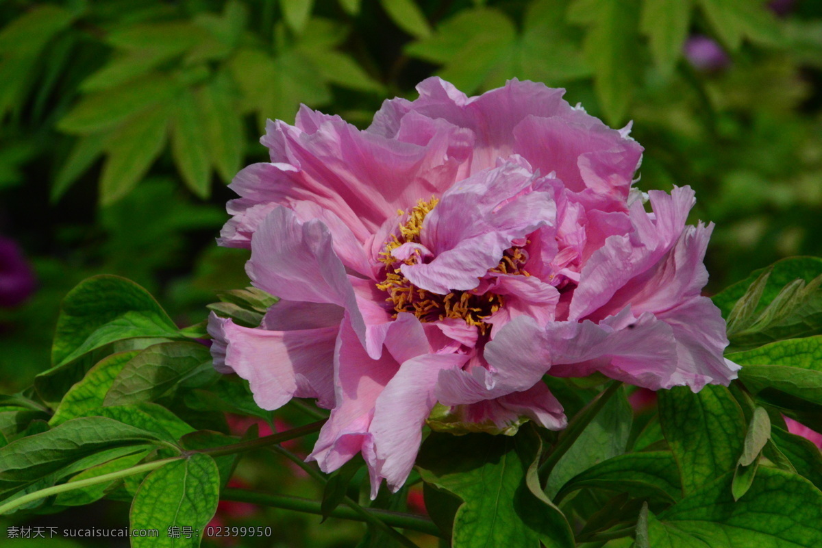 牡丹花 牡丹 观赏花卉 鼠姑 木芍药 百雨金 洛阳花 花朵 花瓣 花蕊 花卉 花儿 花草 植物 园林绿化 绿化景观 芍药牡丹 生物世界