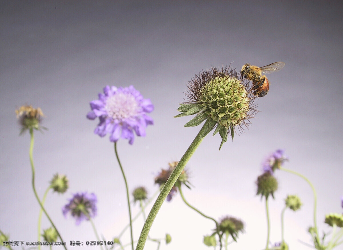 采 蜜 蜜蜂 动物 昆虫 鲜花 勤奋 劳动 昆虫世界 生物世界
