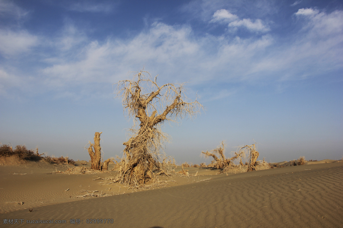 守望沙海 沙漠 胡杨 风倒木 沙漠胡杨 蓝天白云 自然景观 自然风景