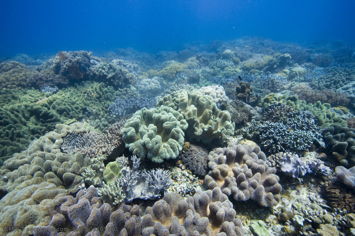 海洋生物 海底摄影 海底世界 海底 海洋 大海 海中生物 自然界 珊瑚 珊瑚礁 海洋海边 自然景观 黑色