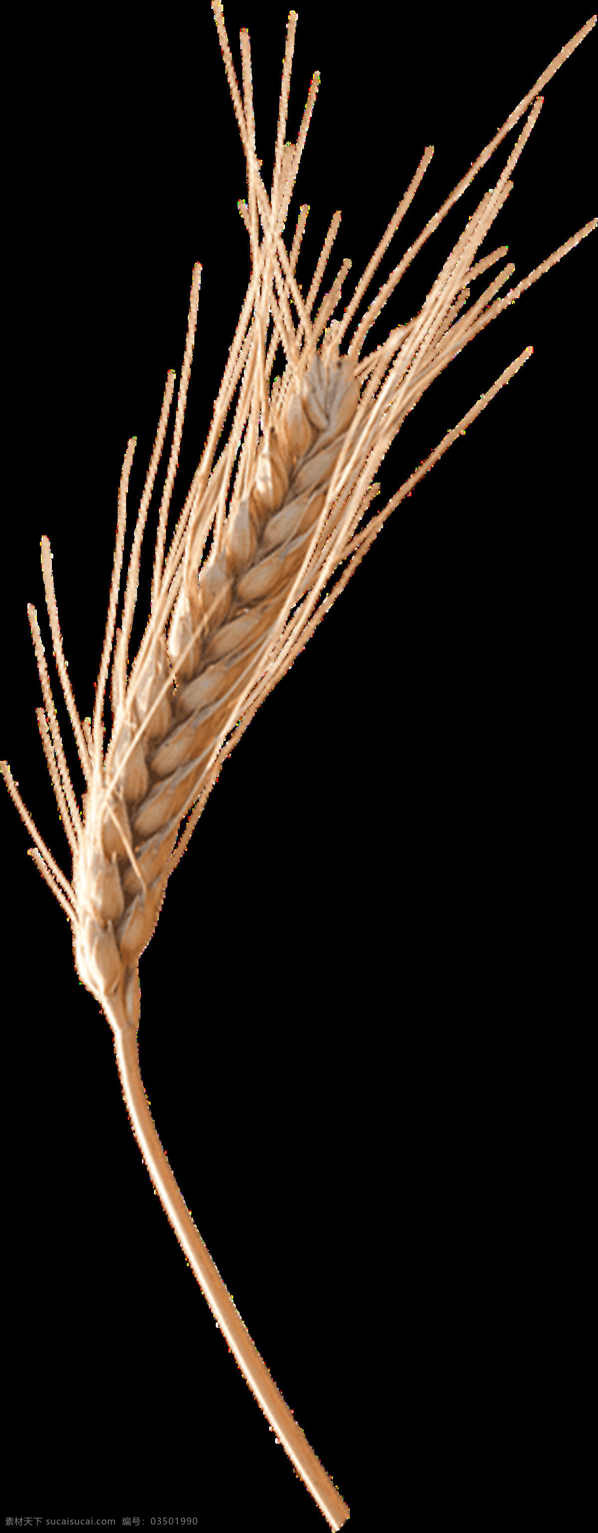 小麦 麦子 麦粒 麦麸 麦穗 麦地 png图 透明图 免扣图 透明背景 透明底 抠图 生物世界