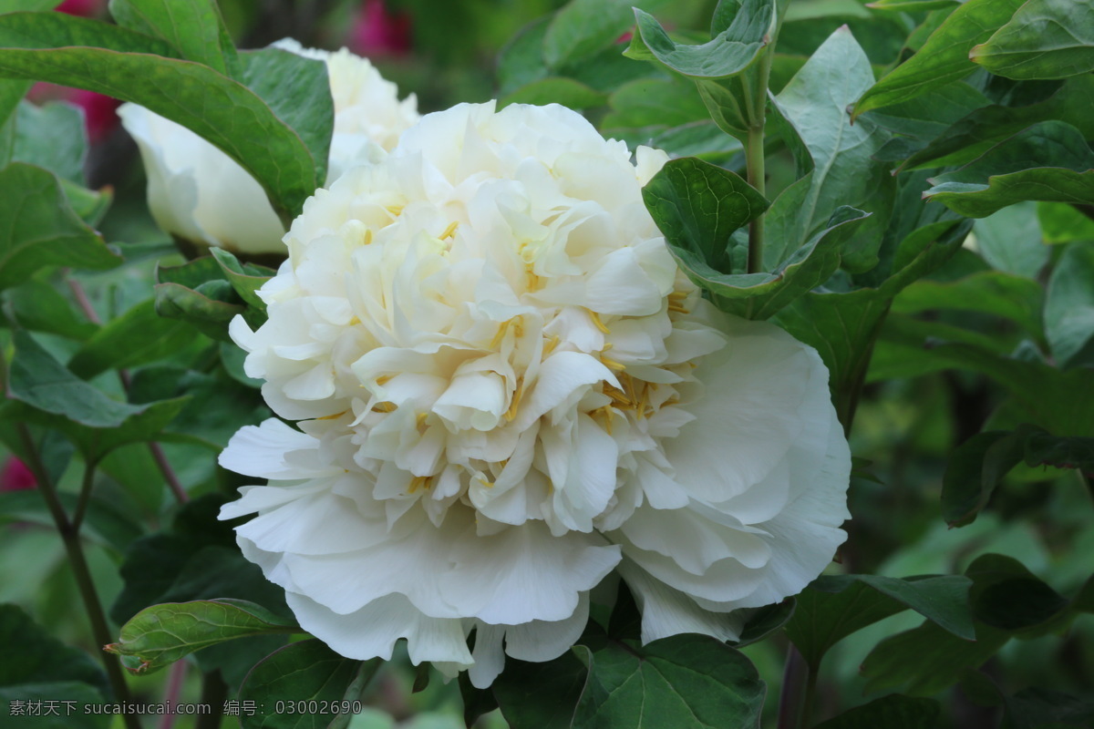 牡丹花 牡丹 观赏花卉 鼠姑 木芍药 百雨金 洛阳花 花朵 花瓣 花蕊 花卉 花儿 花草 植物 园林绿化 绿化景观 芍药牡丹 生物世界