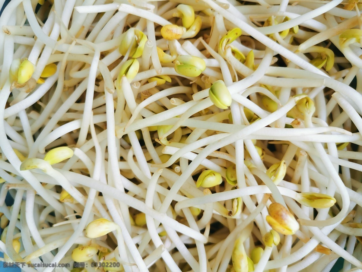 黄豆芽 有机豆芽 素菜 蔬菜 豆芽 豆芽菜 新鲜豆芽 食物 餐饮美食 传统美食