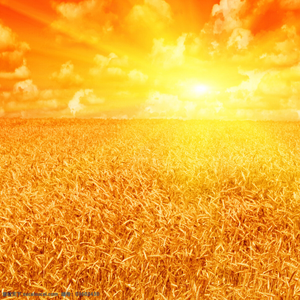 阳光 下 麦田 高清 田野 小麦 麦子 稻穗 金黄 蓝天 白云 日出 日落 黄昏 自然景观 自然风景 高清图片 自然风光