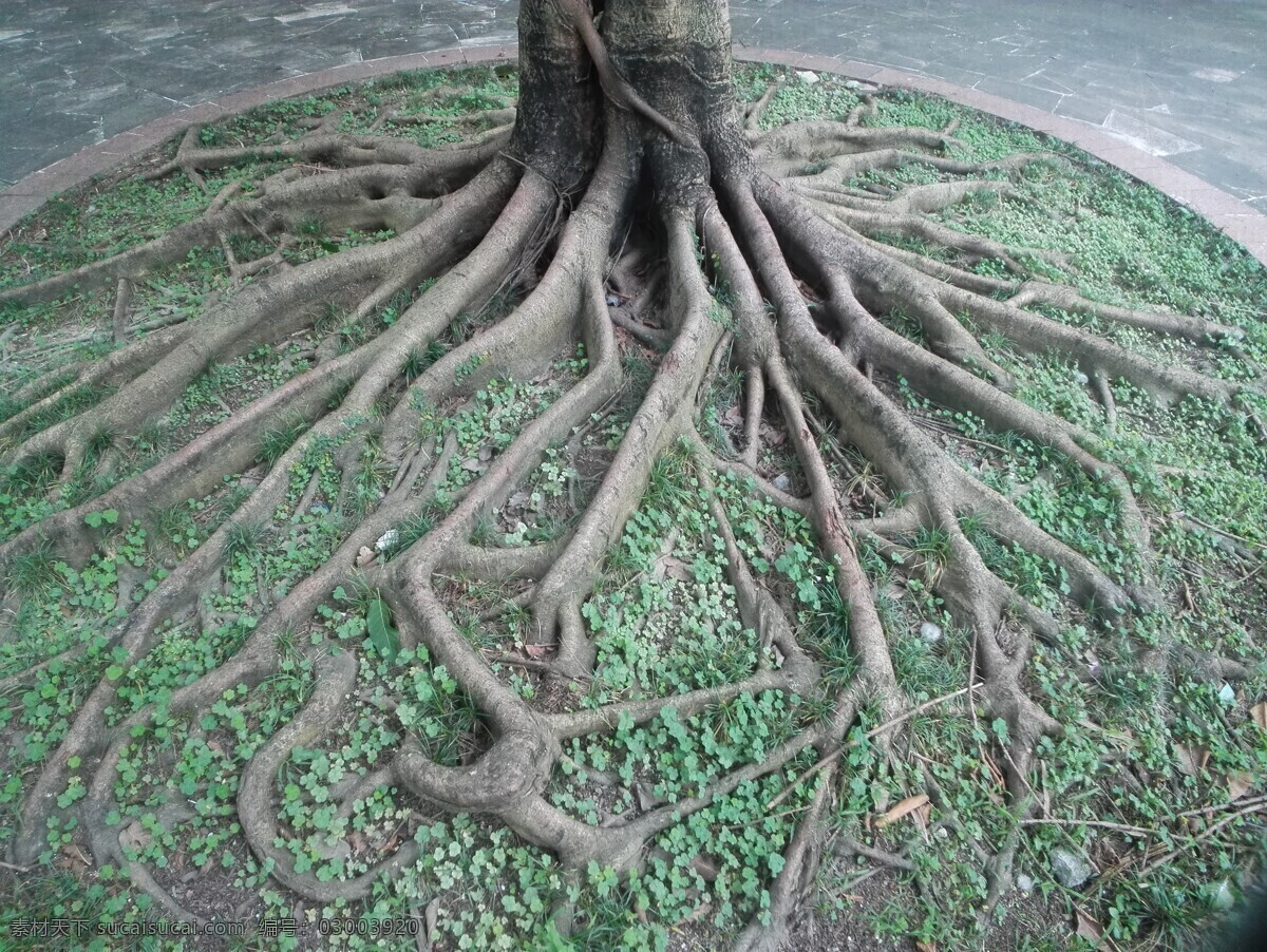 树根 根 根系 树脉 植物 根脉 背景 贴图 生物世界 树木树叶