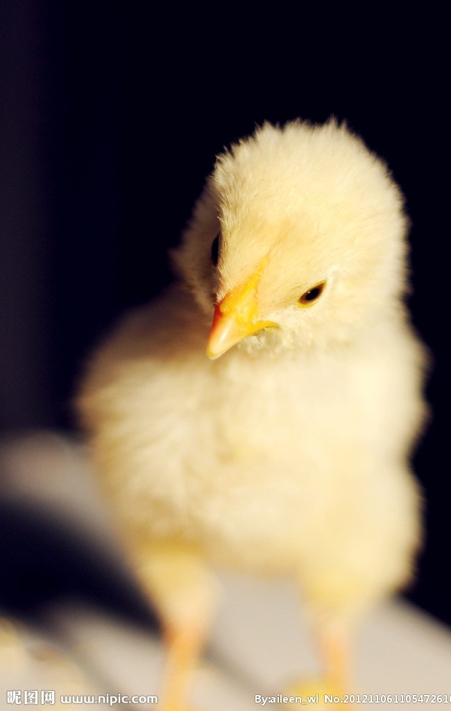 鸡仔 小鸡 母鸡 养鸡 养殖业 家禽家畜宠物 鸡 黄毛鸡 可爱 宠物 动物 动物摄影 鸟类 生物世界