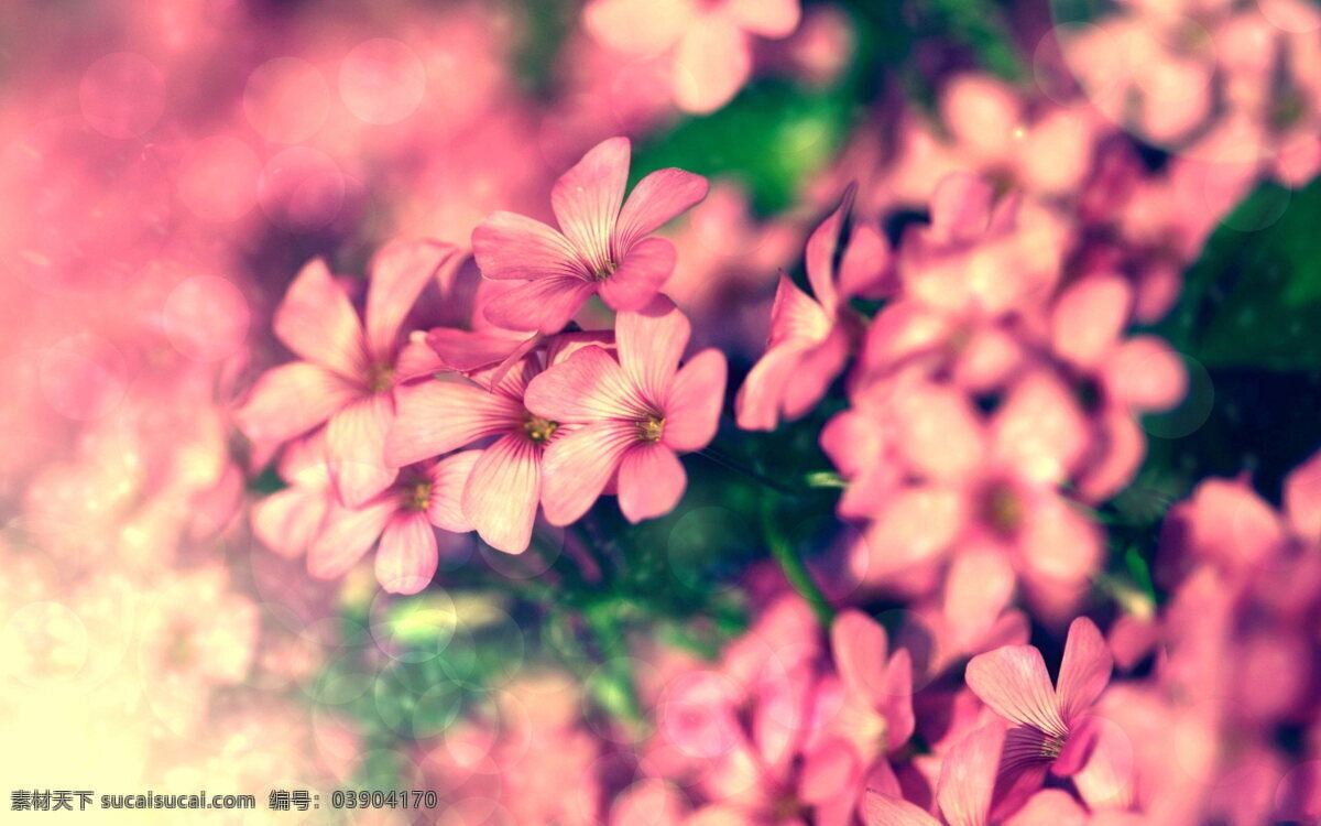 唯美 粉色 花朵 高清 非主流 鲜花 花卉 粉色花朵