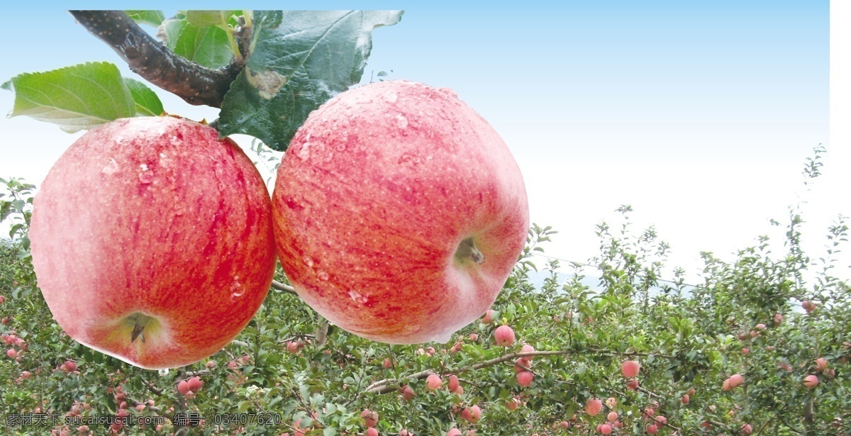 apple 包装设计 苹果 苹果包装 苹果树 生物世界 水果 水果包装 包装 矢量 模板下载 水果箱 洛川 二个苹果 富士 红富士