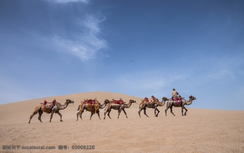 沙漠骆驼 沙漠 骆驼 驼铃 沙漠之舟 大沙漠 自然景观 自然风景