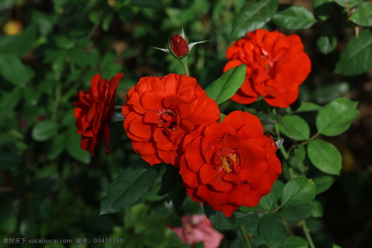 秋日 月季花 秋日月季花 秋花 园林风景 绿化风景 月月红 蔷薇科花卉 月季 观赏花卉 花骨朵 花卉 植物 园林绿化 绿化景观 花草 花儿 花朵 月季蔷薇 生物世界