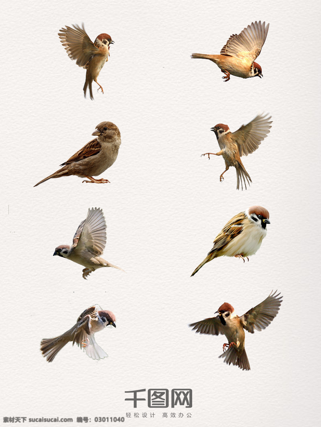 组 清晰 麻雀 实物 动物 鸟类 飞翔 动物世界 小鸟