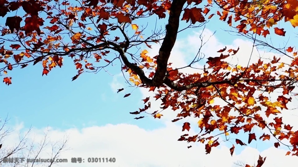 视频 视频素材 实拍视频 秋季 枫叶 枫叶视频 秋天 秋季景色视频 自然景色 风光 风景