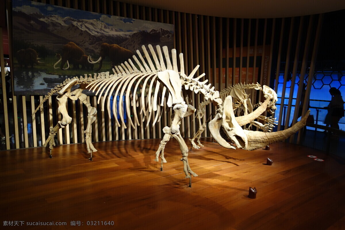 动物骨架 动物标本 展品 生物世界 文化艺术 野生动物