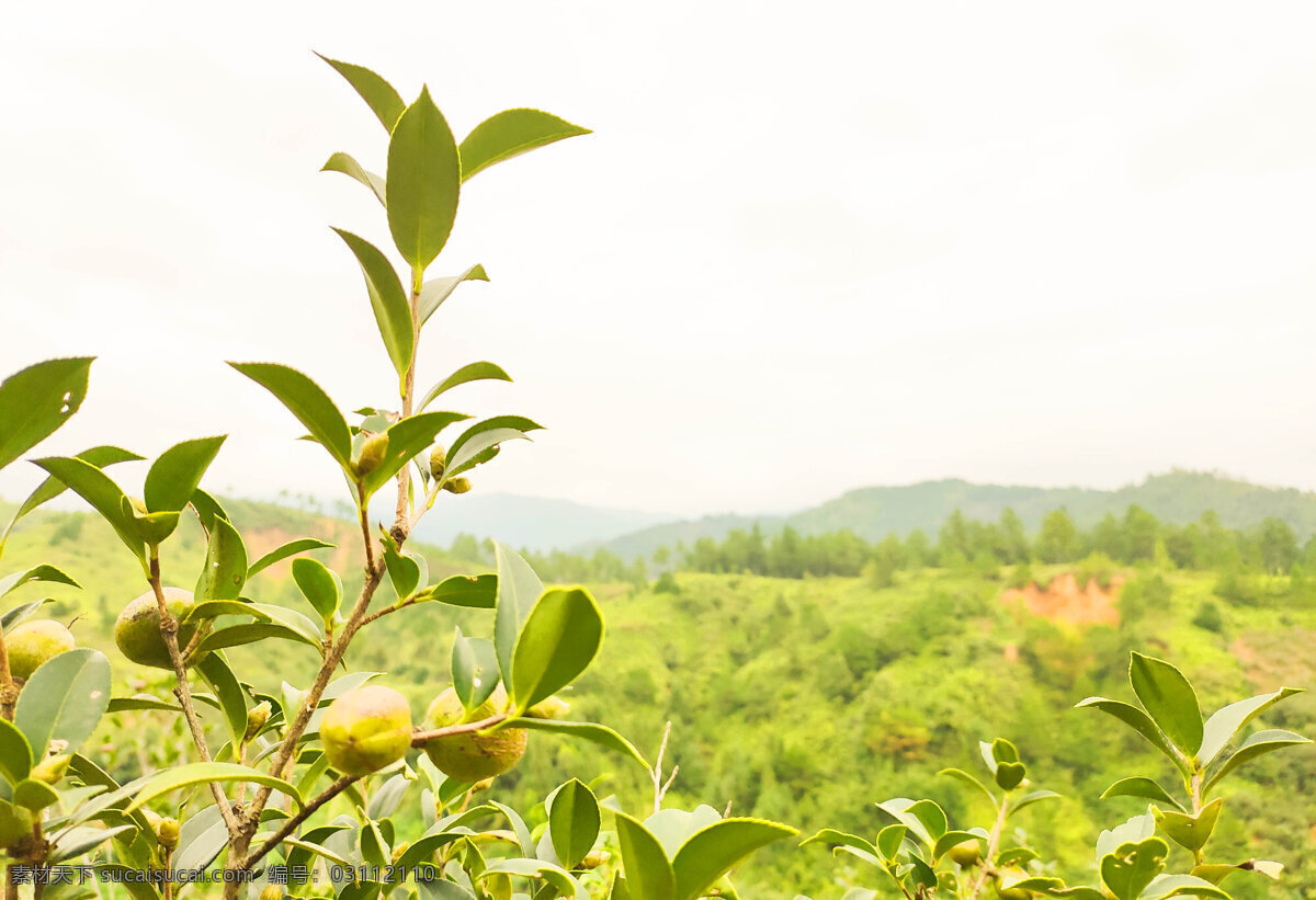 高山油茶图片 高山 茶树 油茶 茶叶 高山茶 自然景观 自然风景