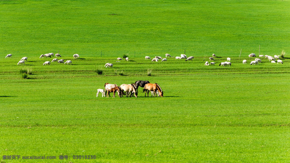 草原风光 草原 大草原 草地 牧场 马 羊群 呼伦贝尔风光 内蒙古旅游 内蒙古风景 自然景观 自然风景