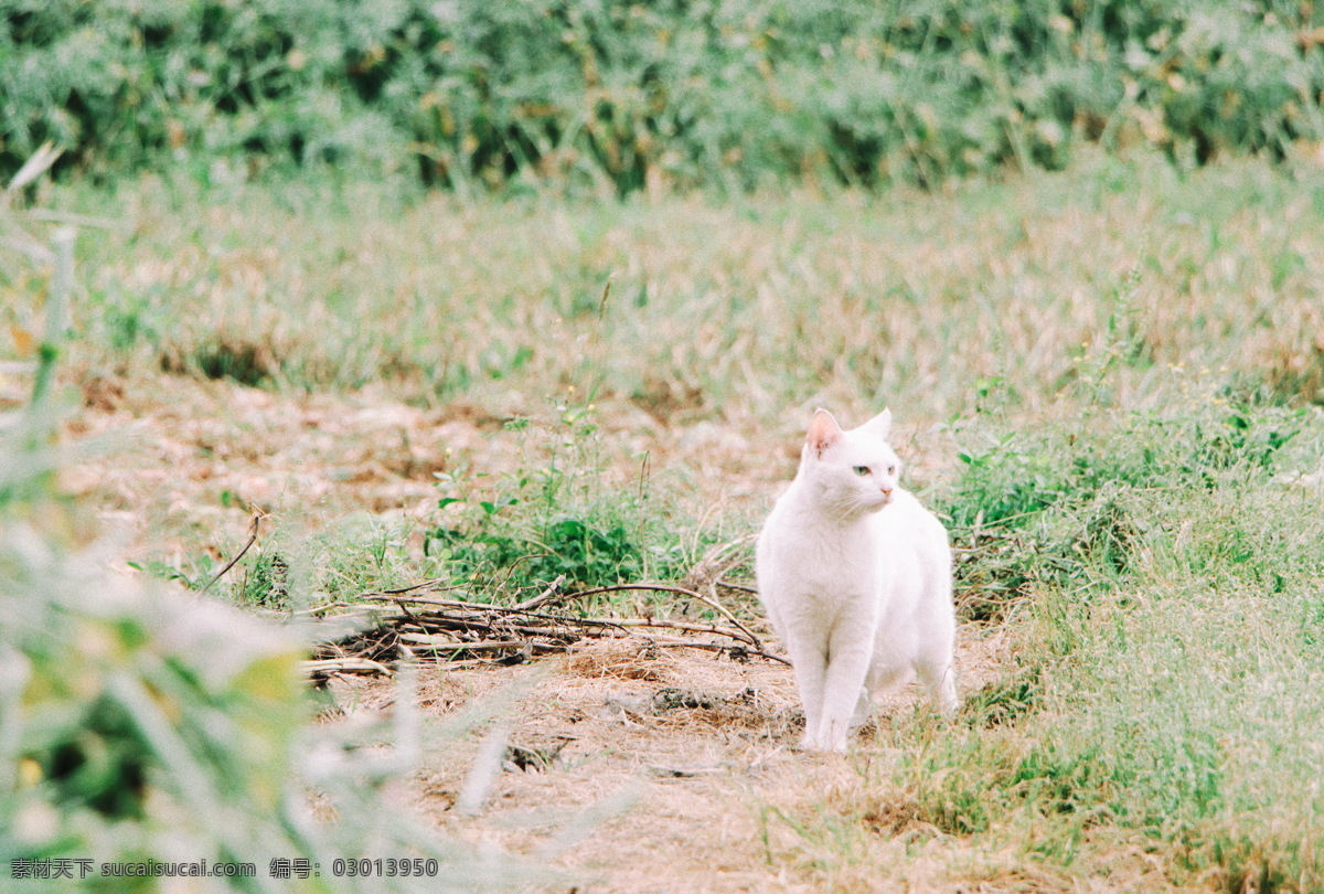 猫的春天 猫 春天 田园 植物 动物 绿色 大自然 白猫 绿植 草 土地 悠闲 安静 文艺 夏天 宠物 生物世界 家禽家畜