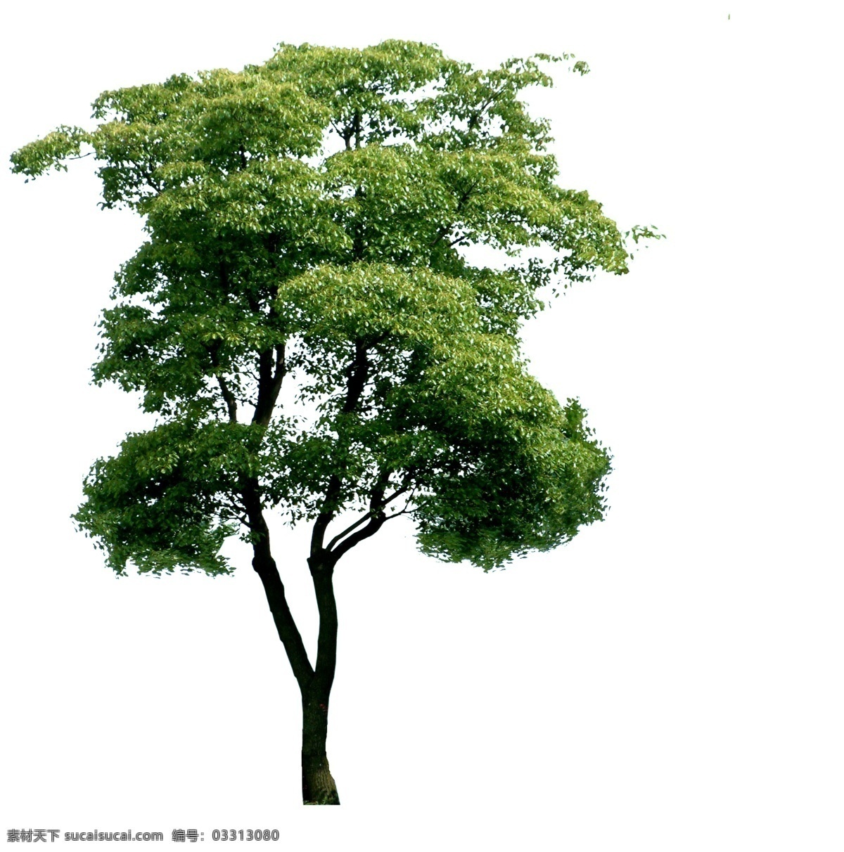 大树 树素材 环境设计 各种树 树 花草树木 分层 源文件