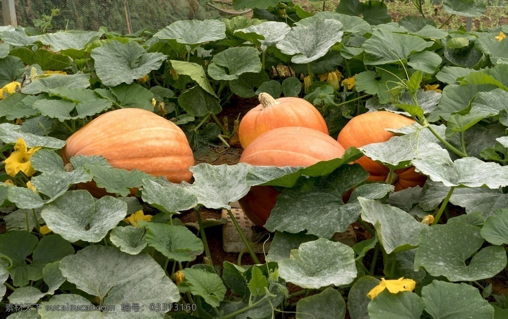 南瓜高清 南瓜 秋季 食品 蔬菜 秋 收获 万圣节食物 金黄 万圣节 南瓜片 南瓜挂图 南瓜展板 南瓜海报 南瓜包装 南瓜美食 南瓜广告 南瓜挂画 南瓜小吃 南瓜历史 南瓜图片 南瓜种植 南瓜基地 南瓜背景 水果蔬菜 果蔬 水果 蔬菜水果 果蔬干果 生物世界 其他生物