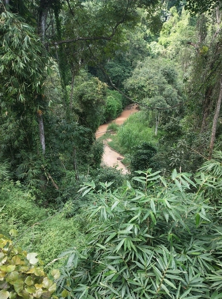 西双版纳 原始森林公园 傣族自治州 花园 花 景洪 原始热带雨林 云南 休闲度假 热带景观 热带植物 自然风景 自然景观 风景