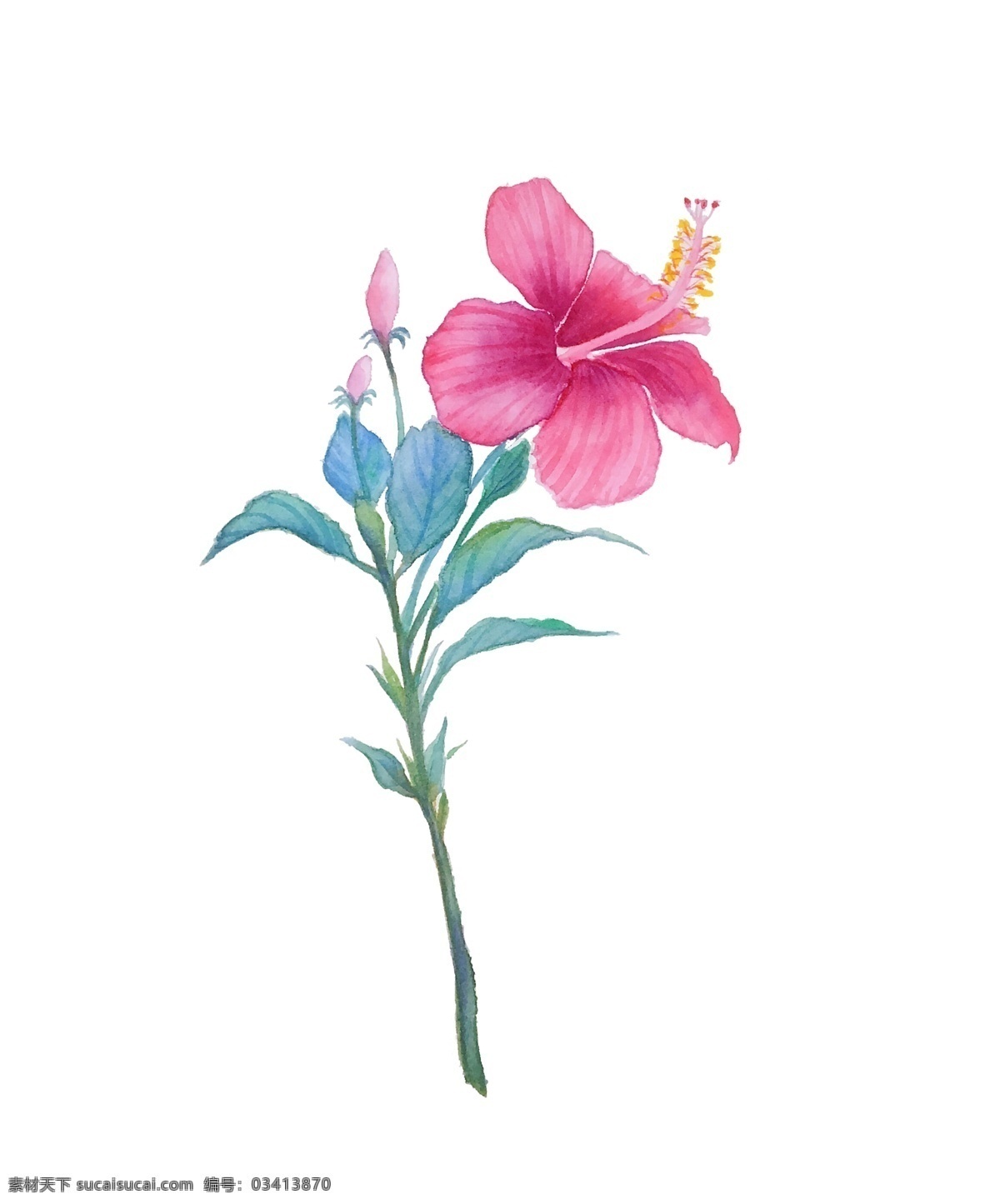 手绘 粉 扶桑 花朵 插画 粉色花朵 植物 手绘植物 蓝色叶子 手绘花朵 唯美花朵 花蕊 花朵插画