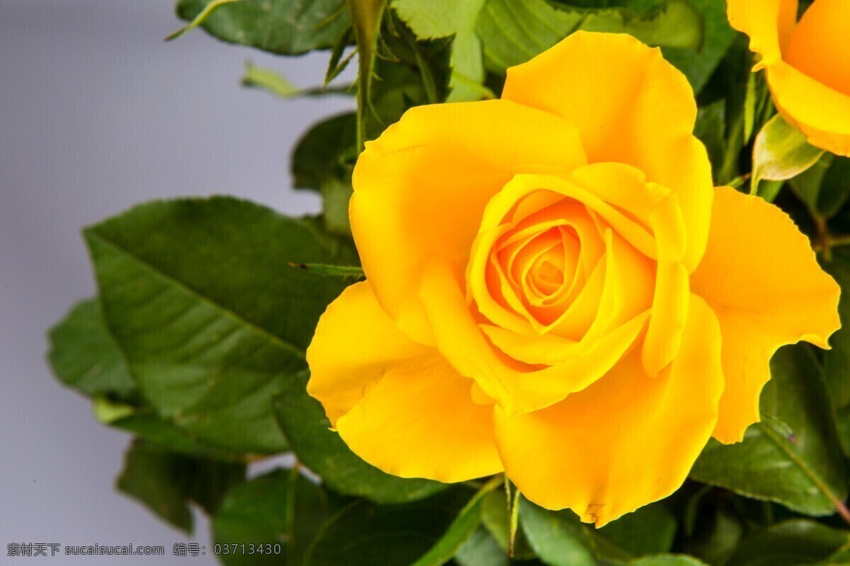唯美 黄 玫瑰花 花朵 花卉 花草 鲜艳 玫瑰