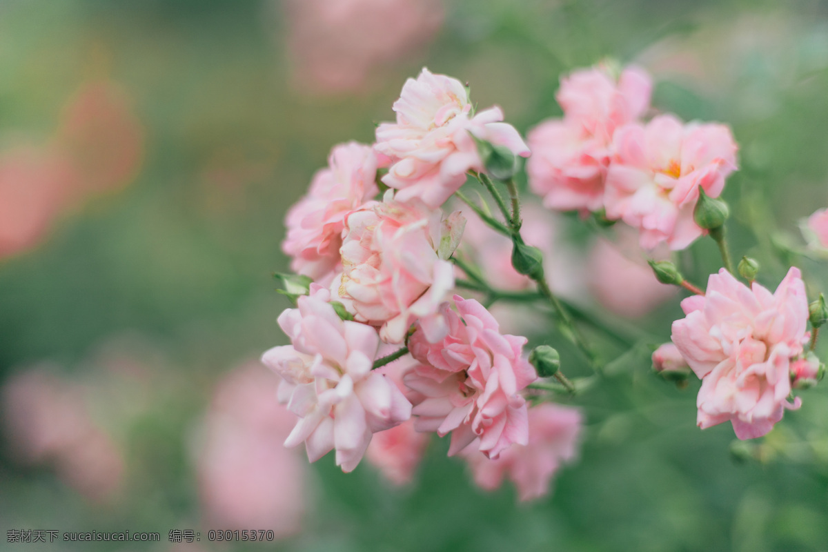 粉色 月季花 花 小清新 粉色花 壁纸 月季 旅游摄影 自然风景