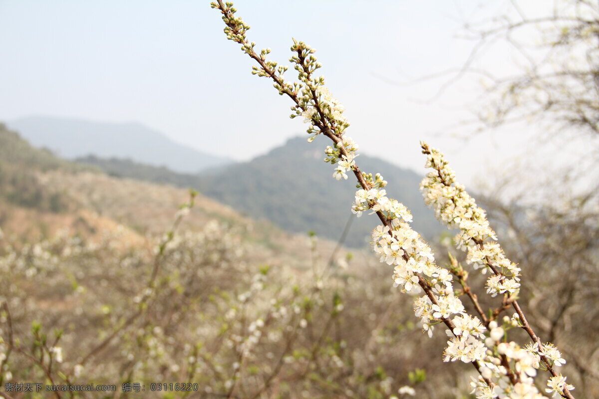 梨花 白花 初春 春天 花草 花儿 花纹 花园 梨树 群山 山峰 生物世界 psd源文件