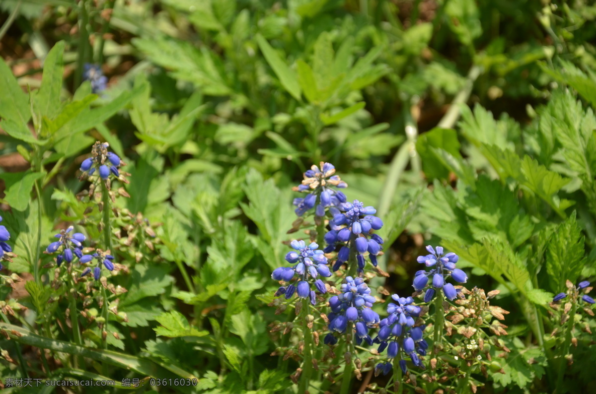 葡萄风信子 花卉 葡萄百合 蓝壶花 总状花序 小花 密生 下垂 蓝色 花卉系列 花草 生物世界