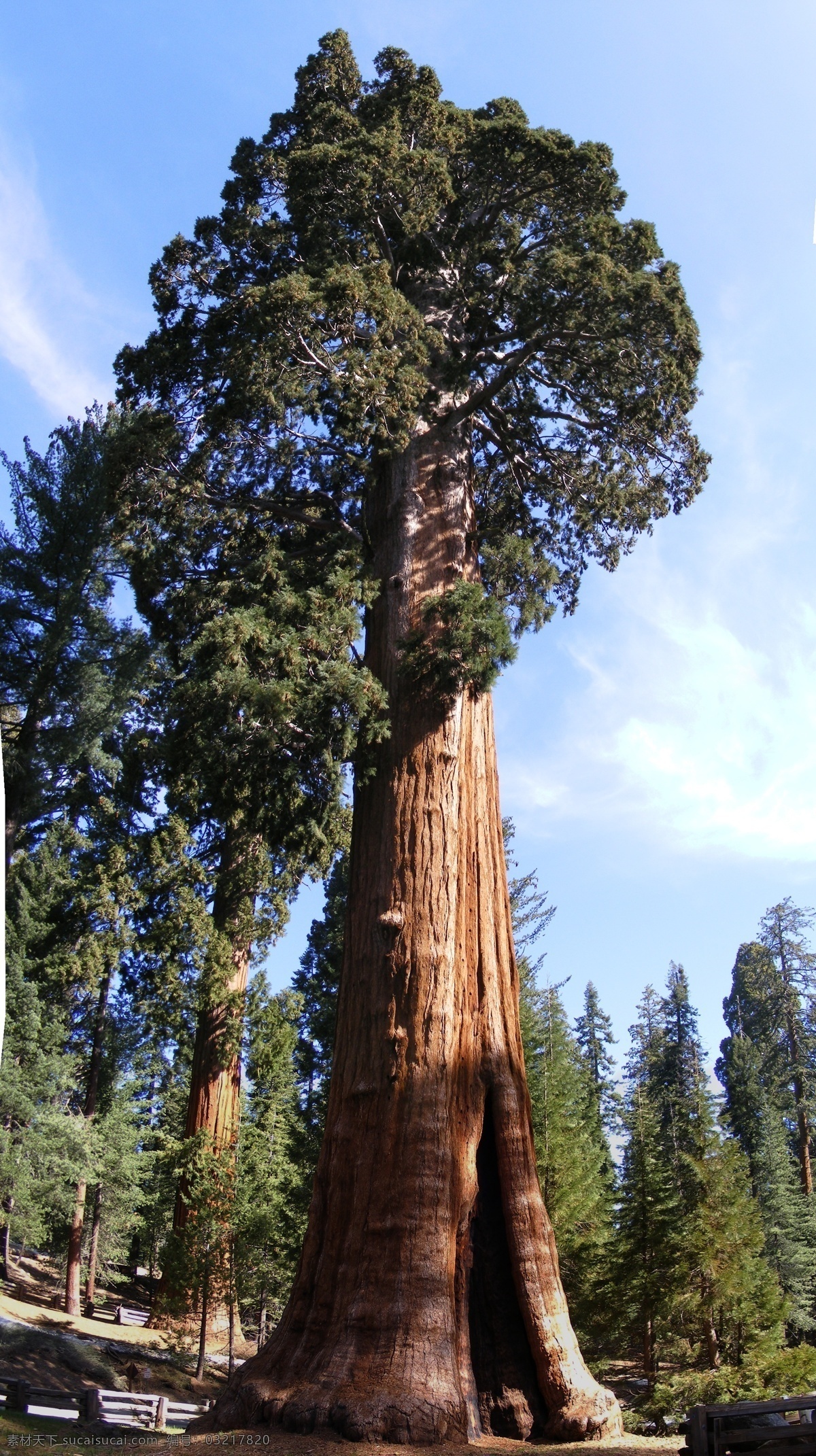 红杉树 巨大红杉树 sequoia 大树 摄影素材 自然景观 树木树叶 生物世界