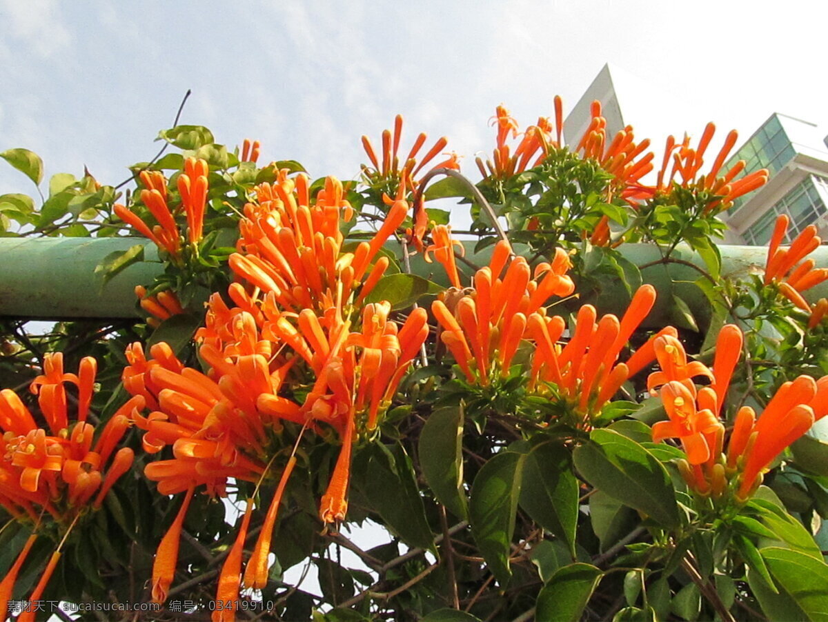 炮仗花 黄鳝藤 花 花园 园林 生物世界 花草