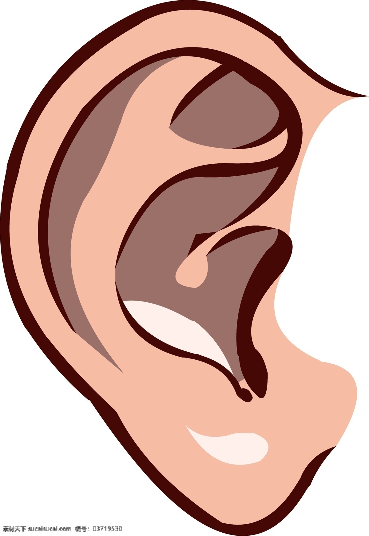 手绘 人体 器官 五官 耳朵 结构 手绘人体五官 耳朵结构 器官结构 手绘器官 人体器官 矢量器官 器官图 眼耳口鼻 脏器 卡通器官