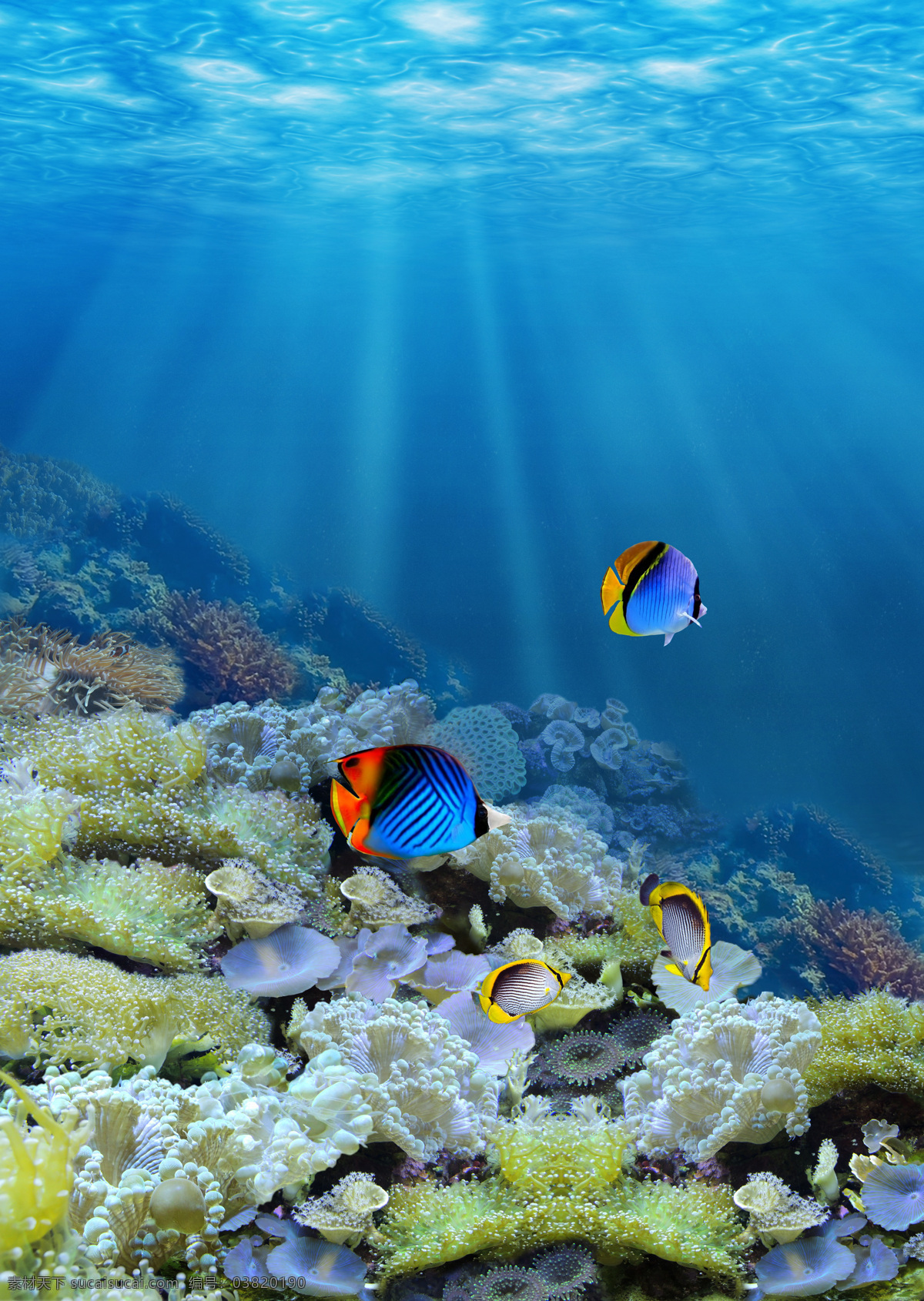海底世界 珊瑚 水景 海水 热带鱼 鹿角珊瑚 自然景观 自然风光
