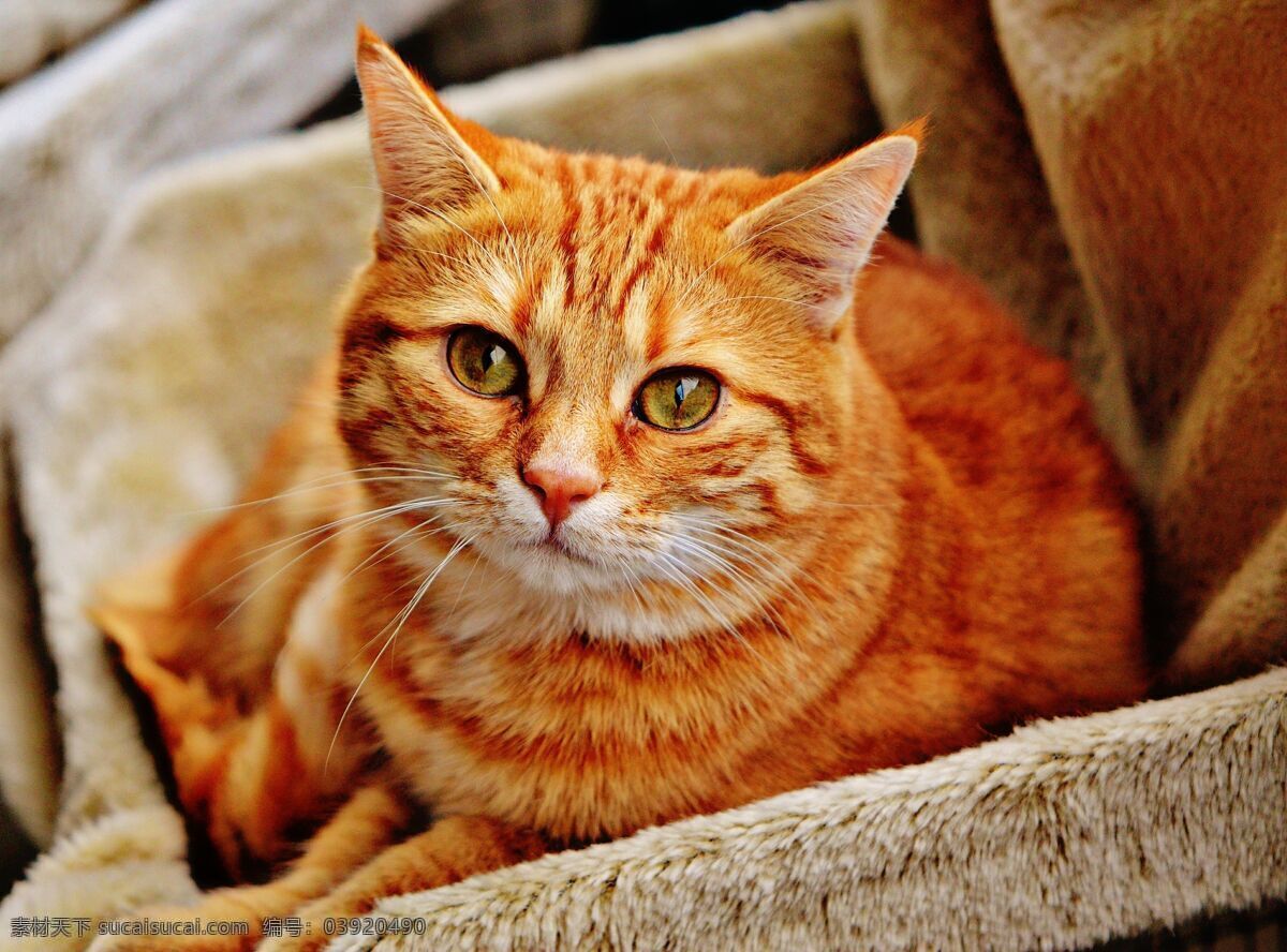 橙色猫咪图片 橙色 橘猫 神态 盒子 毛茸茸 炯炯有神 猫咪 动物 生物世界 家禽家畜
