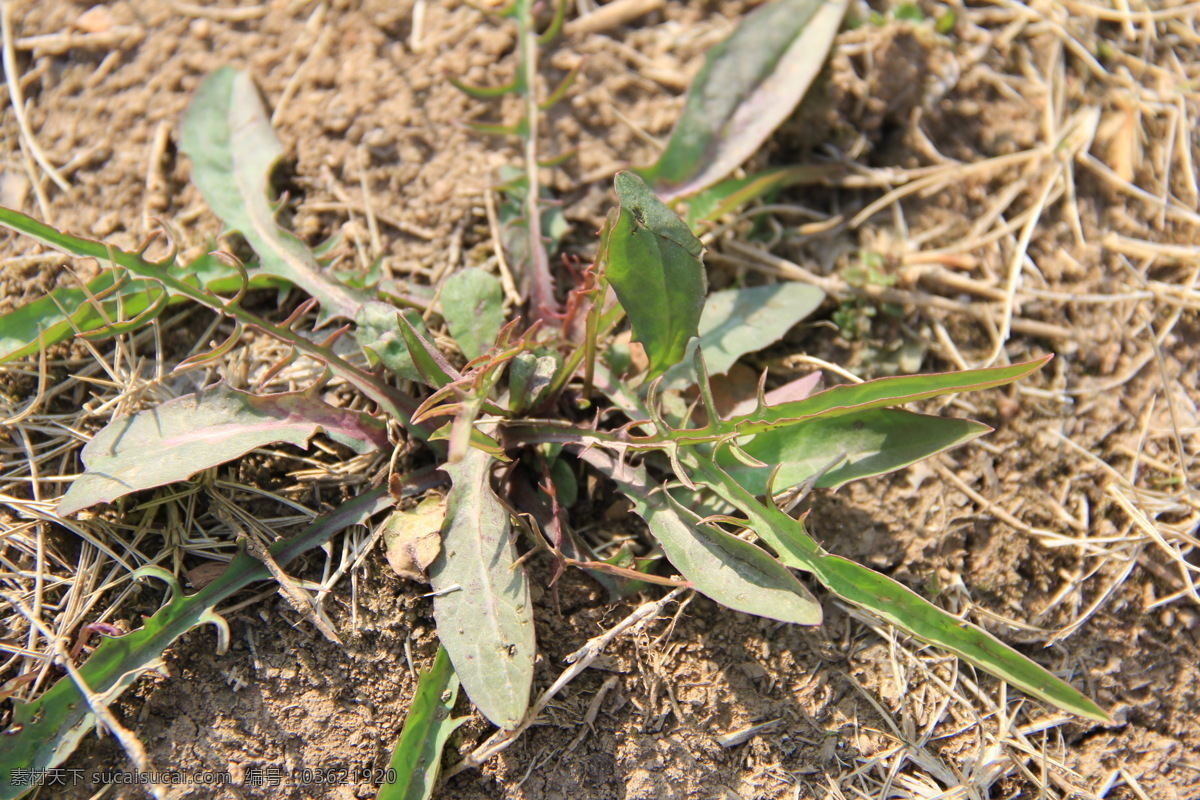 野菜 春天 花草 怀旧 生活 生物世界 自然 psd源文件