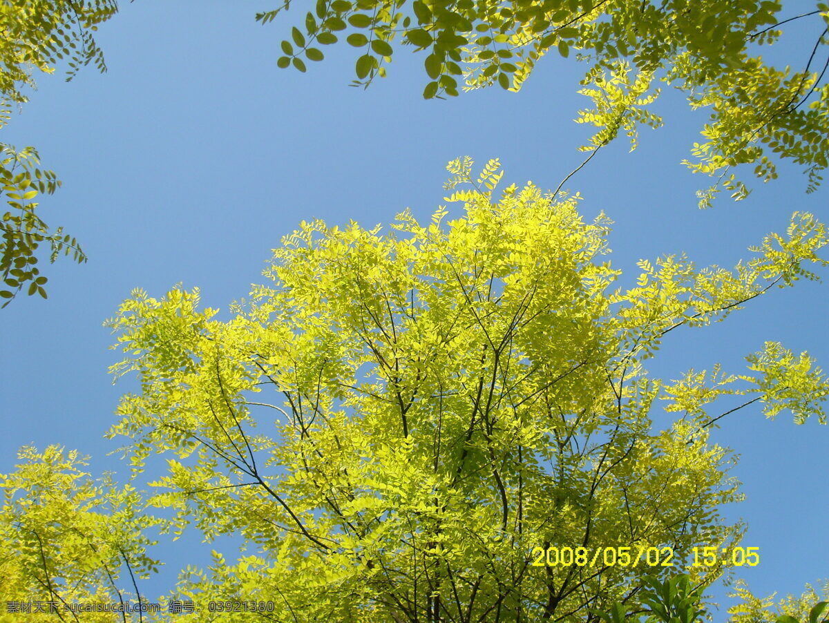 绿树蓝天 绿树 蓝天 树叶 天空 自然景色 风景 树木 树 自然景观 自然风景 摄影图库
