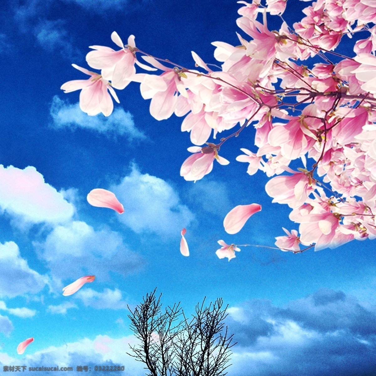 蓝天 白云 花朵 花瓣 树 蓝天白云元素 粉色花朵 树木 飘落的花瓣