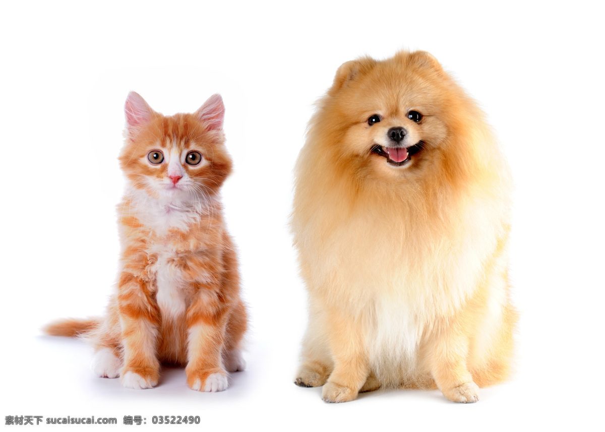 小猫 小狗 高清 猫咪 猫 狗