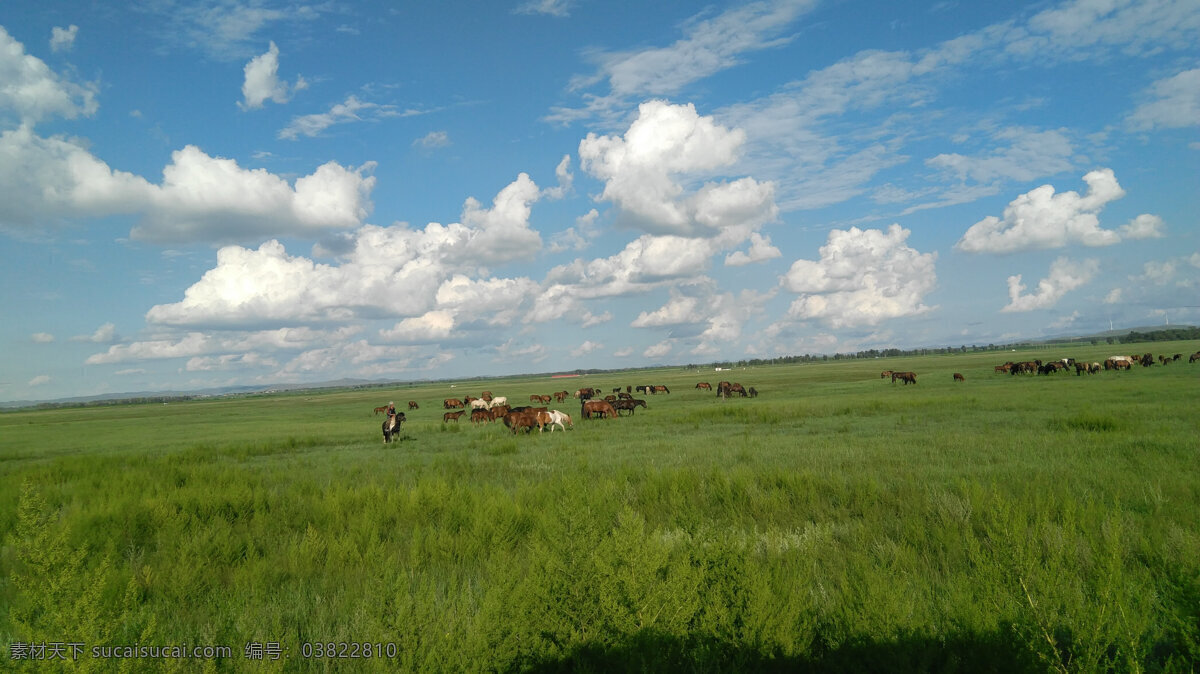 美丽的大草原 草原 蓝天 白云 大草原 牧马 自然景观 自然风景