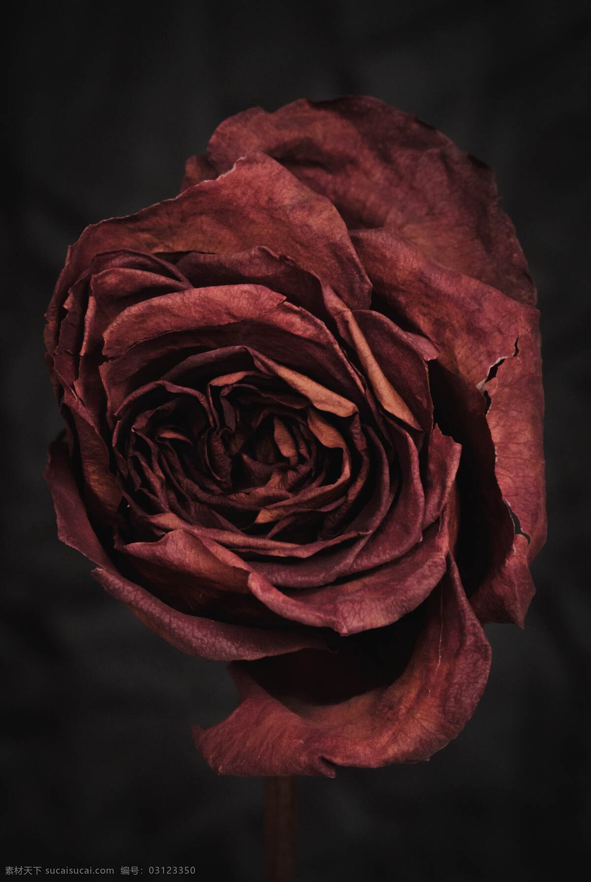 月季 玫瑰 红玫瑰 欧月 花朵图片 花朵 鲜花 蔷薇 花 唯美背景 浪漫背景 小清新 节日花朵 生物世界 花草