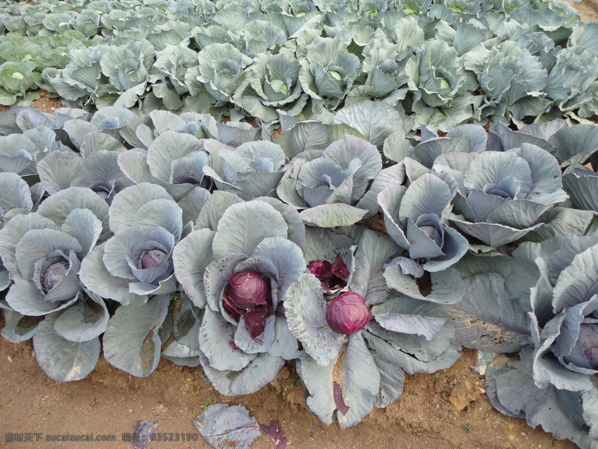 紫 包 菜 包菜 广州 生物世界 蔬菜 种植 紫色 紫包菜 柯木塱 风景 生活 旅游餐饮