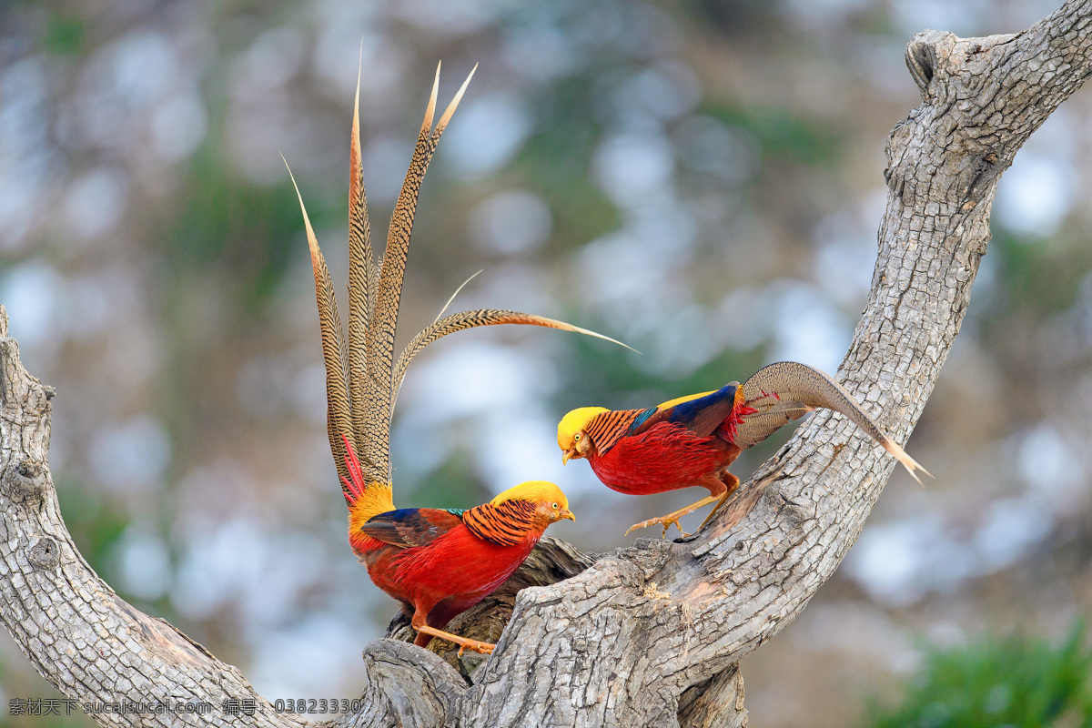 红腹锦鸡 鸟 野生 生态 自然 自然景观 自然风景