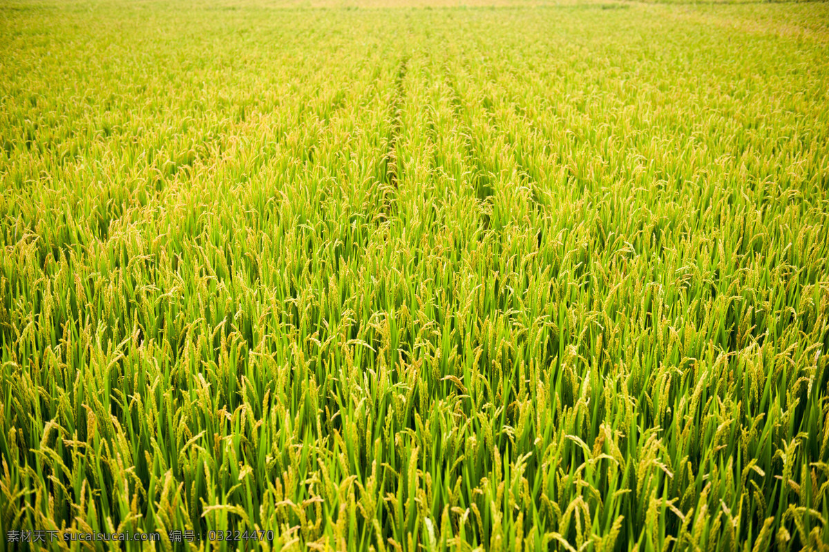 水稻 大米 粮食 秋季 收货 自然景观 田园风光