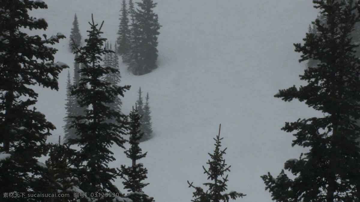 山上 暴风雪 中 股票 视频 松树 山 视频免费下载 树 雪 犹他州 雪风暴 其他视频